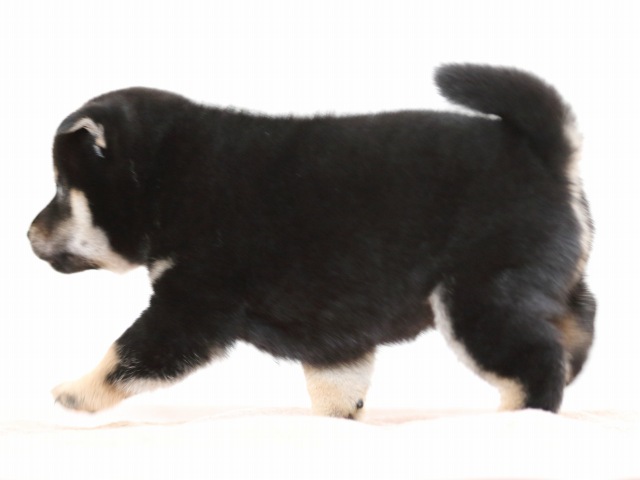 FP5A9797-puppy FP5A9797-puppy