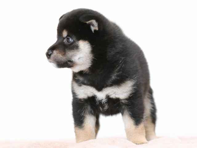 FP5A9820-puppy FP5A9820-puppy