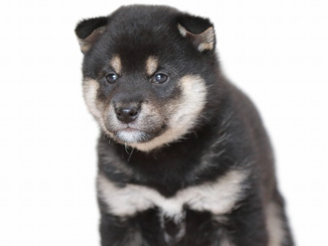 FP5A9836-puppy FP5A9836-puppy