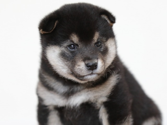 FP5A9883-puppy FP5A9883-puppy