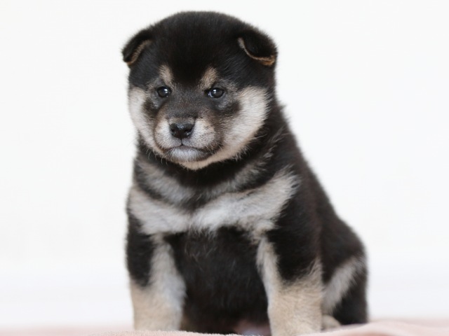 FP5A9887-puppy FP5A9887-puppy