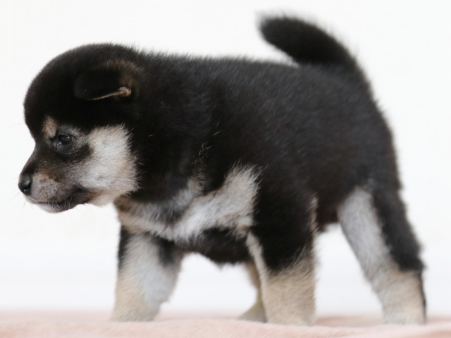 FP5A9891-puppy FP5A9891-puppy