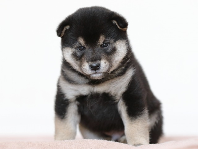 FP5A9898-puppy FP5A9898-puppy