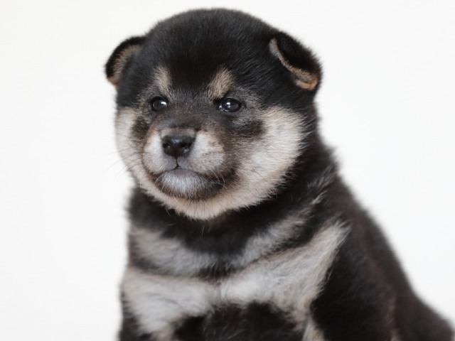 FP5A9911-puppy FP5A9911-puppy