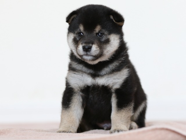 FP5A9940-puppy FP5A9940-puppy