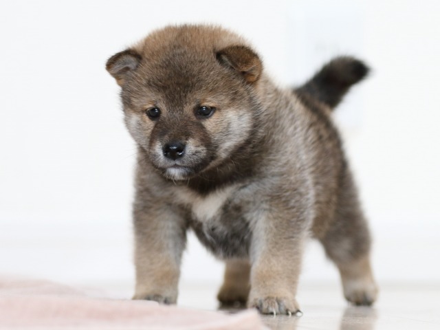 FP5A9969-puppy FP5A9969-puppy