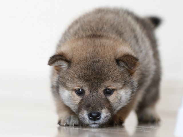 FP5A9987-puppy FP5A9987-puppy