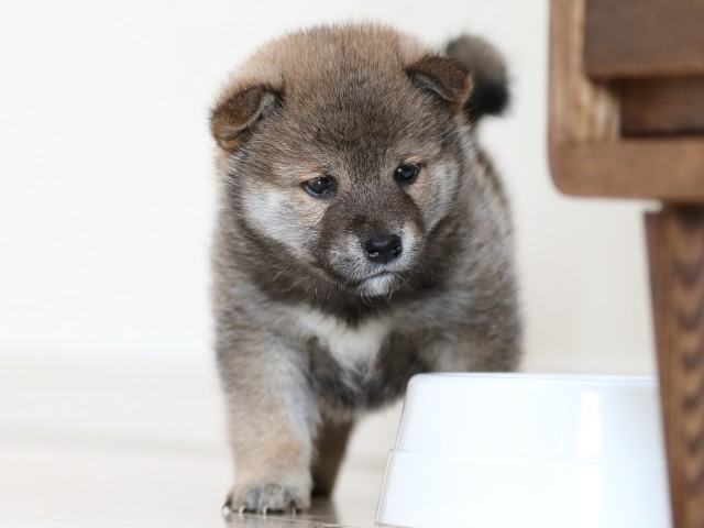 FP5A9991-puppy FP5A9991-puppy