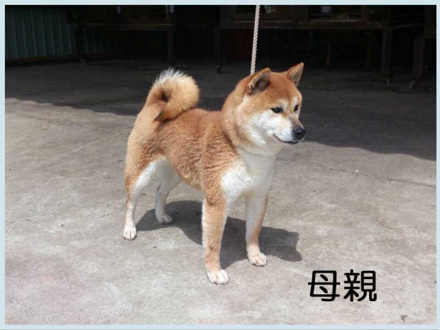 徹華 徹華