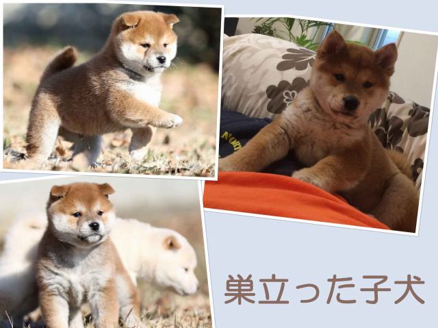 sudati2417大介-sudati sudati2417大介-sudati