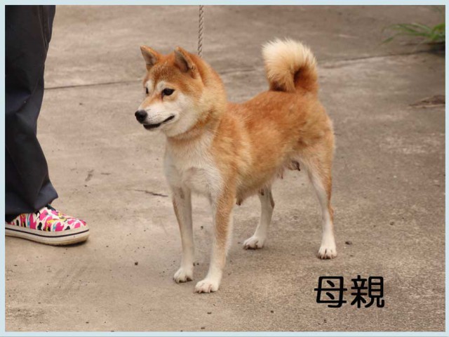 野州之桃姫号 野州之桃姫号