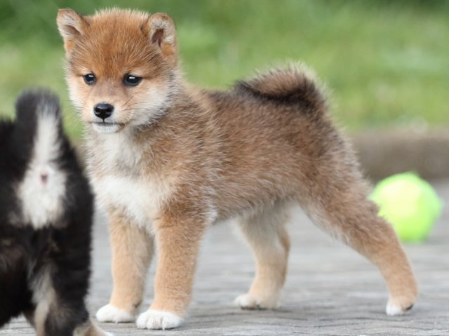 2490-1-puppy 2490-1-puppy