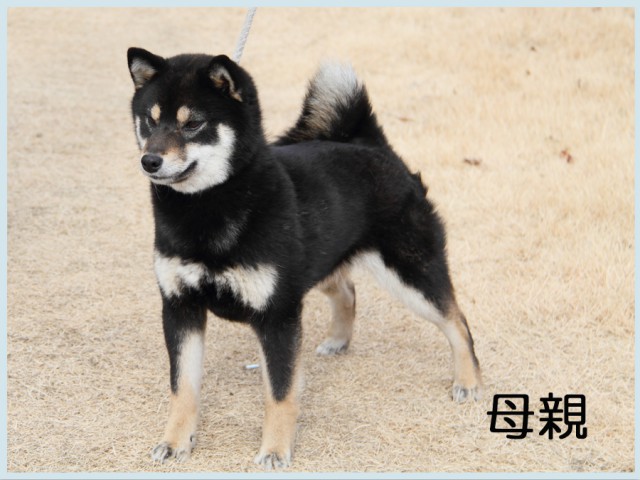 2015.3.1母 2015.3.1母