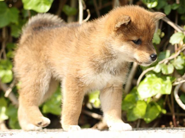 FP5A0415-puppy FP5A0415-puppy