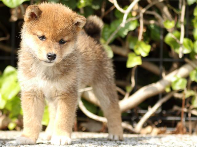 FP5A0422-puppy FP5A0422-puppy