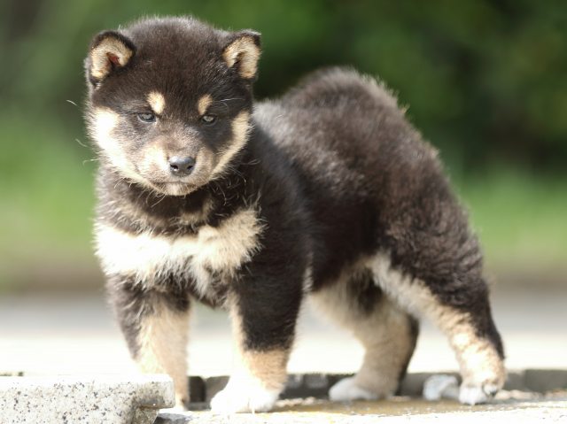 FP5A0436-puppy FP5A0436-puppy