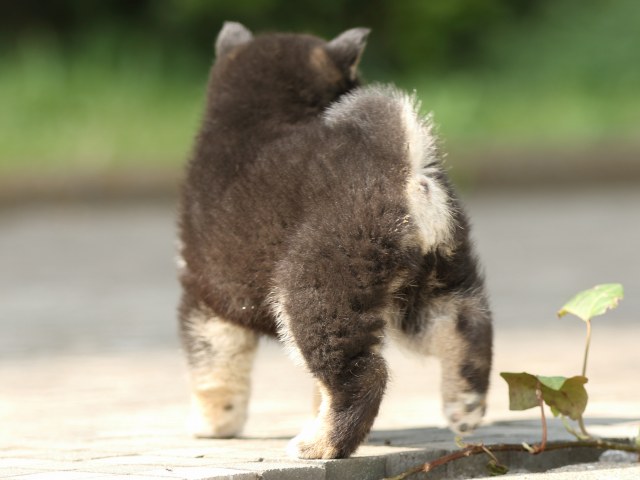 FP5A0459-puppy FP5A0459-puppy