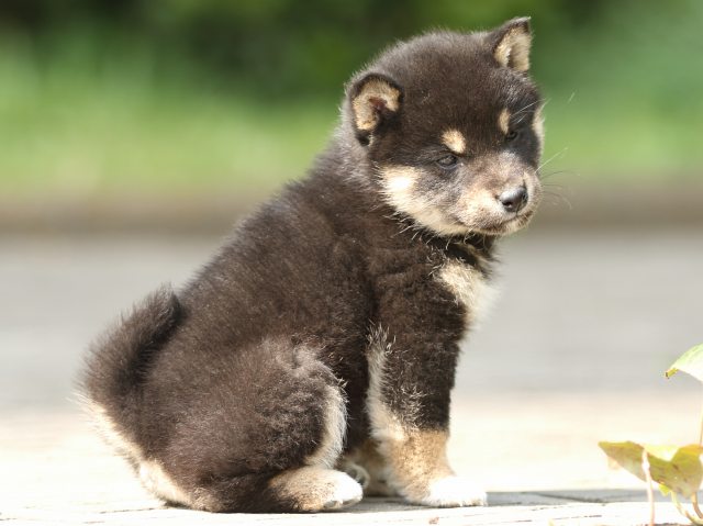 FP5A0469-puppy FP5A0469-puppy