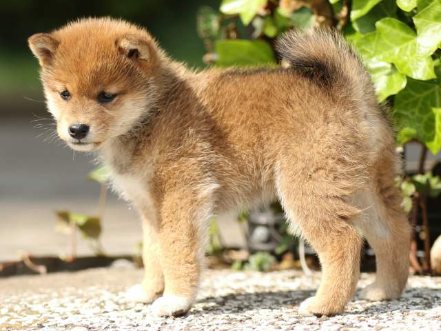 FP5A0514-puppy FP5A0514-puppy