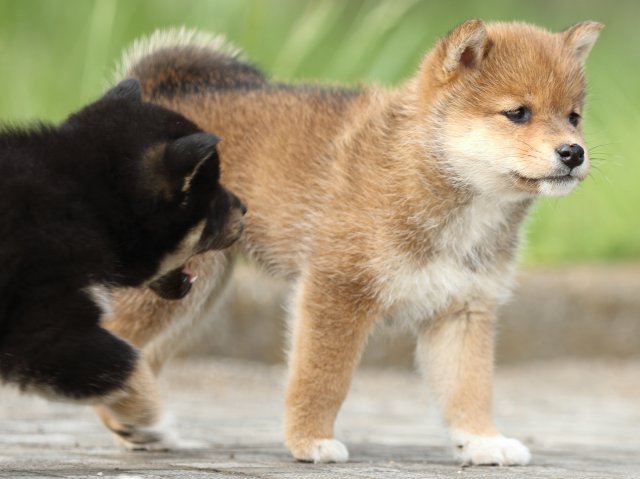 FP5A0566-puppy FP5A0566-puppy