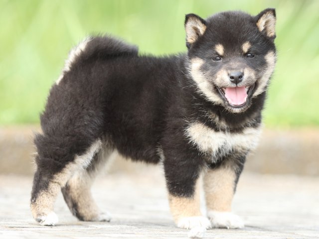 FP5A0573-puppy FP5A0573-puppy