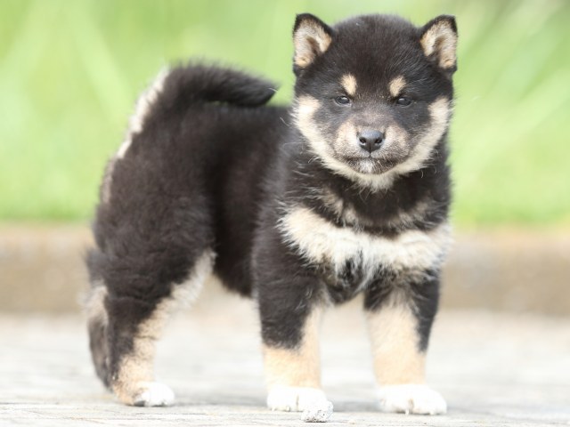 FP5A0586-puppy FP5A0586-puppy