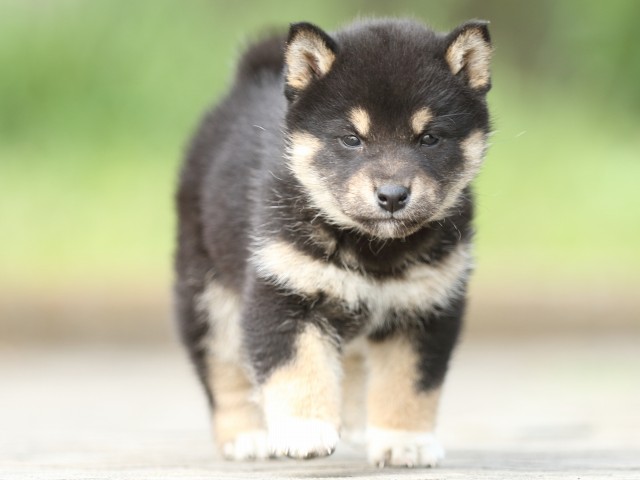 FP5A0623-puppy FP5A0623-puppy