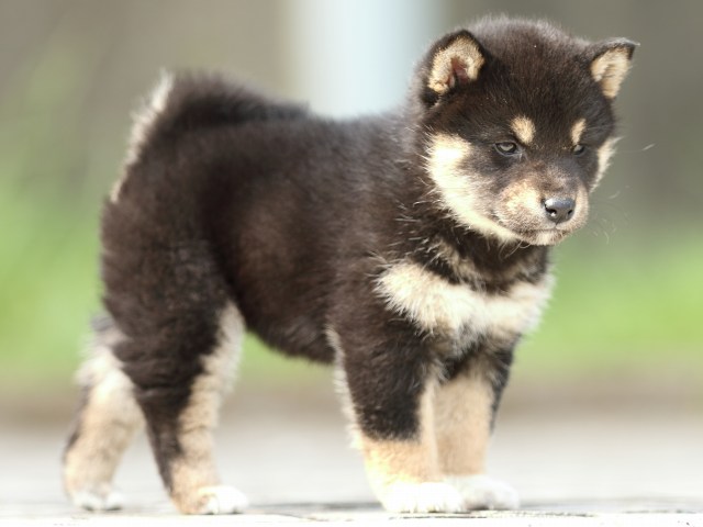 FP5A0655-puppy FP5A0655-puppy