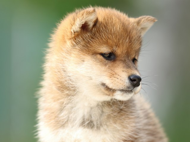 FP5A0677-puppy FP5A0677-puppy