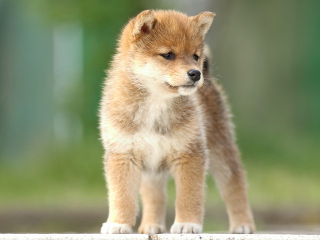 FP5A0689-puppy FP5A0689-puppy