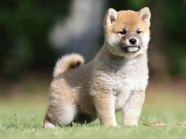 FP5A1013-puppy FP5A1013-puppy