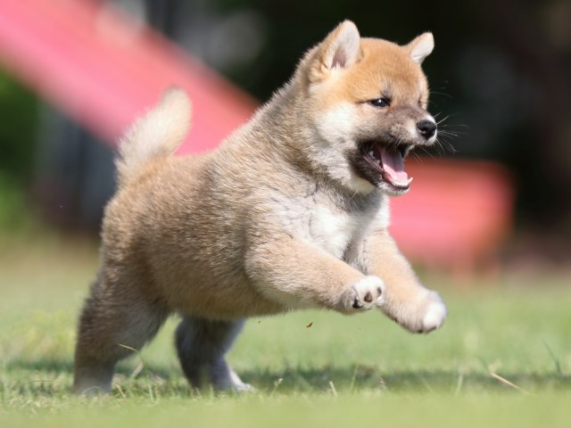 FP5A1082-puppy FP5A1082-puppy