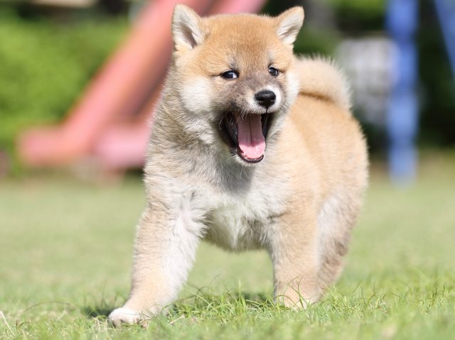 FP5A1224-puppy FP5A1224-puppy