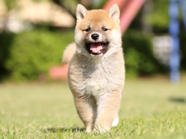FP5A1233-puppy FP5A1233-puppy
