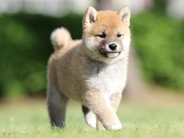 FP5A1256-puppy FP5A1256-puppy