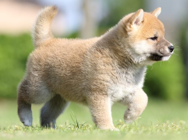 FP5A1266-puppy FP5A1266-puppy