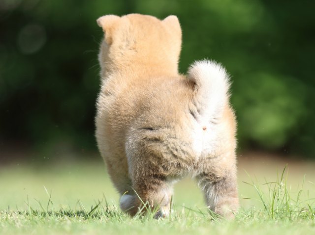 FP5A1290-puppy FP5A1290-puppy