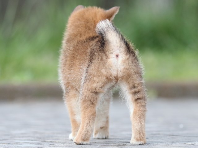 FP5A1331-puppy FP5A1331-puppy