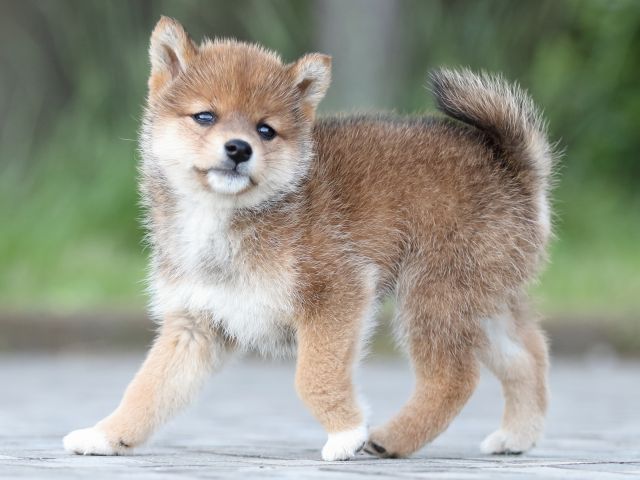 FP5A1370-puppy FP5A1370-puppy