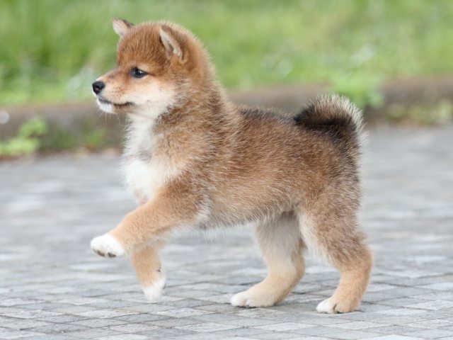 FP5A1462-puppy FP5A1462-puppy