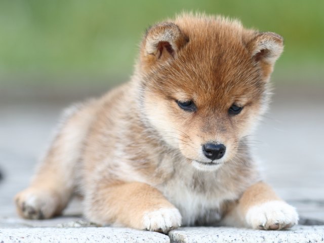 FP5A1793-puppy FP5A1793-puppy