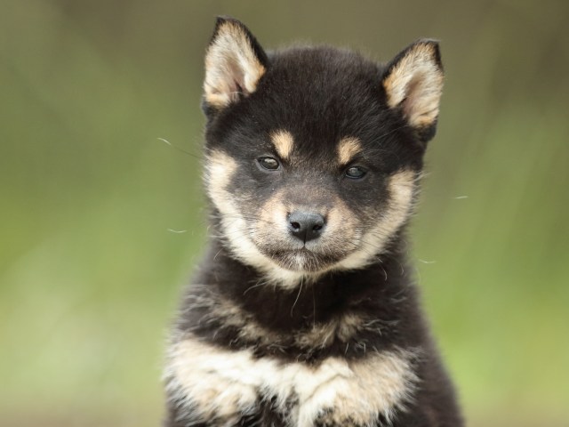 FP5A2020-puppy FP5A2020-puppy