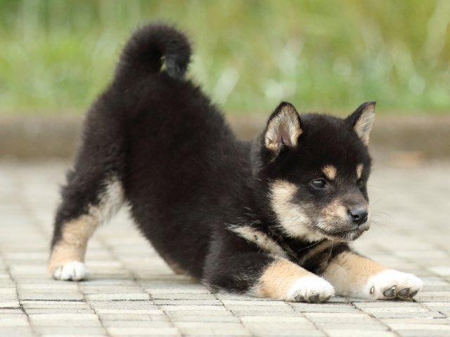 FP5A2027-puppy FP5A2027-puppy