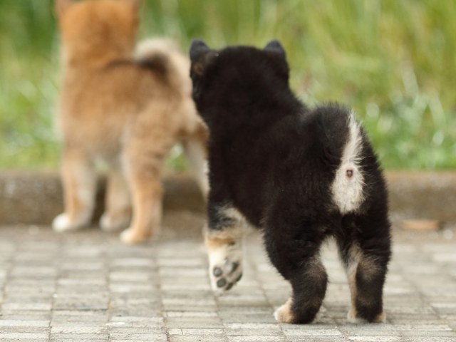 FP5A2244-puppy FP5A2244-puppy