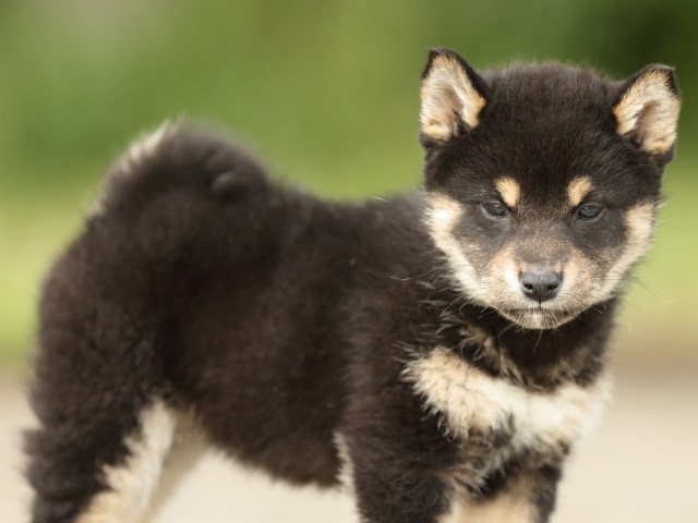 FP5A2308-puppy FP5A2308-puppy