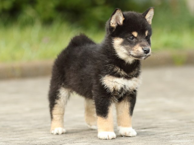 FP5A2331-puppy FP5A2331-puppy