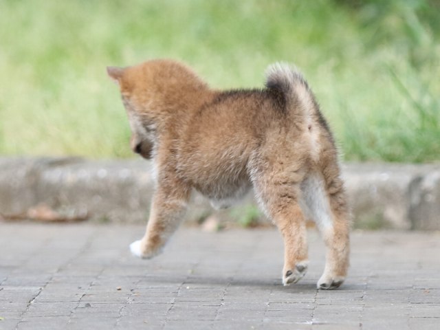 FP5A2349-puppy FP5A2349-puppy