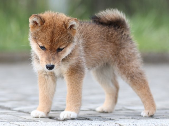 FP5A2356-puppy FP5A2356-puppy