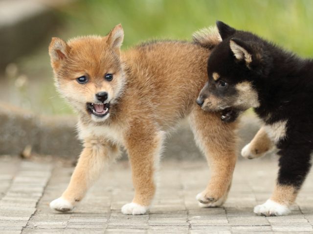 FP5A2442-puppy FP5A2442-puppy