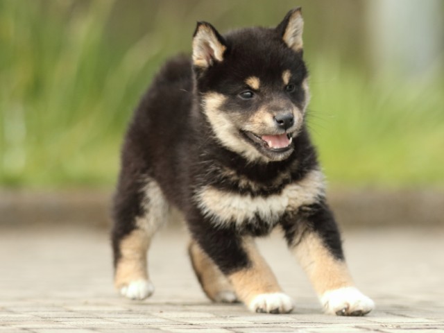 FP5A2469-puppy FP5A2469-puppy